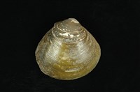 藏品(紅樹蜆)的圖片